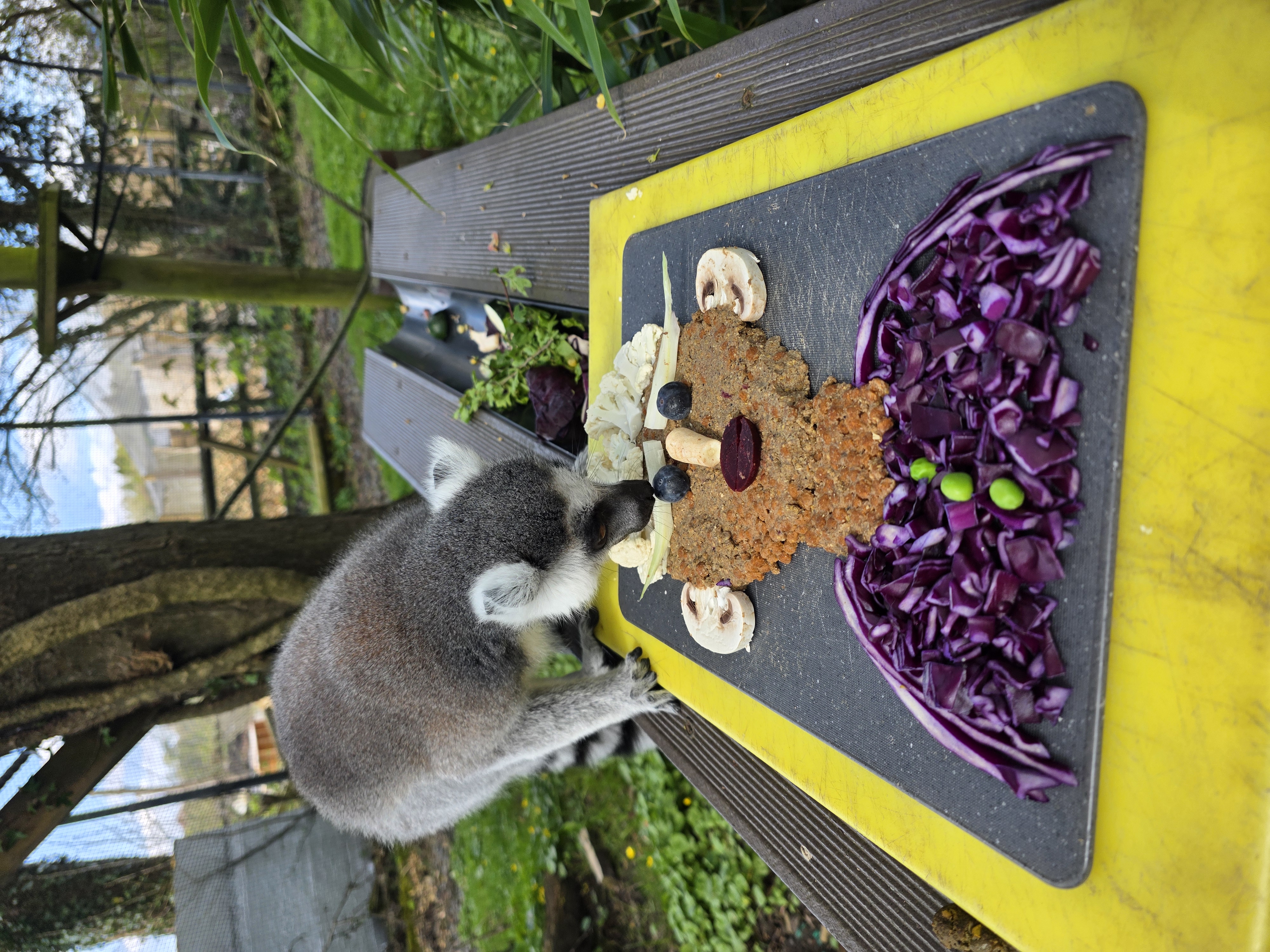 ring tailed lemurs chow down on special attenborough shaped food